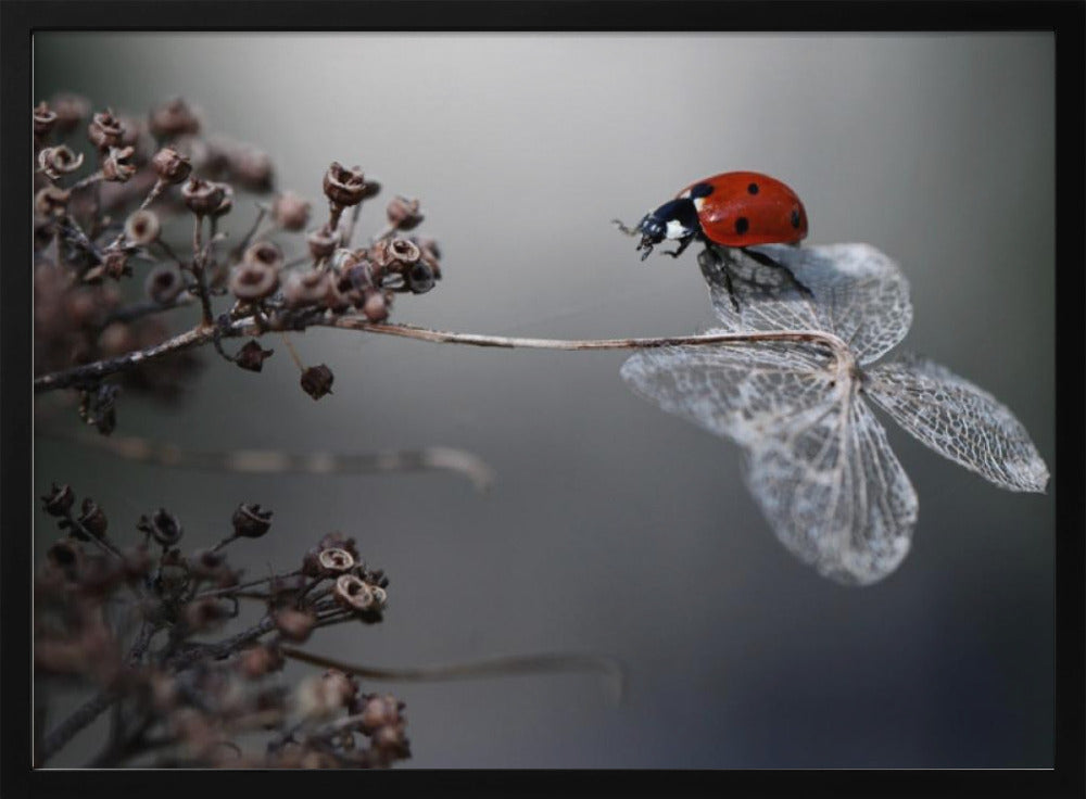 Ladybird on hydrangea. | Poster