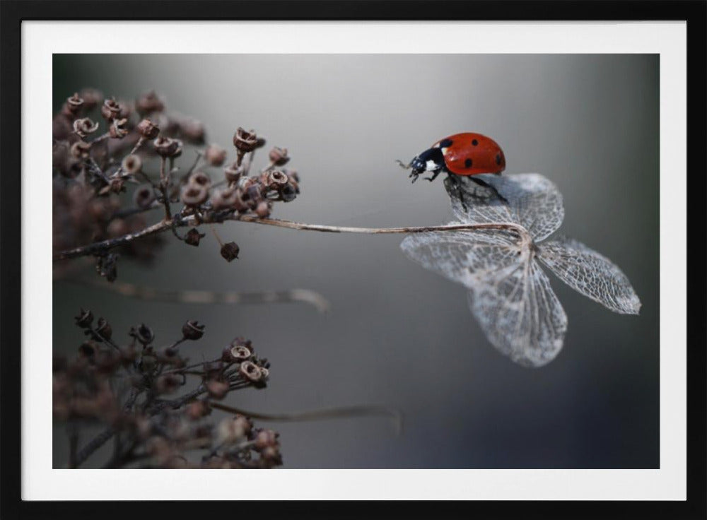 Ladybird on hydrangea. | Poster