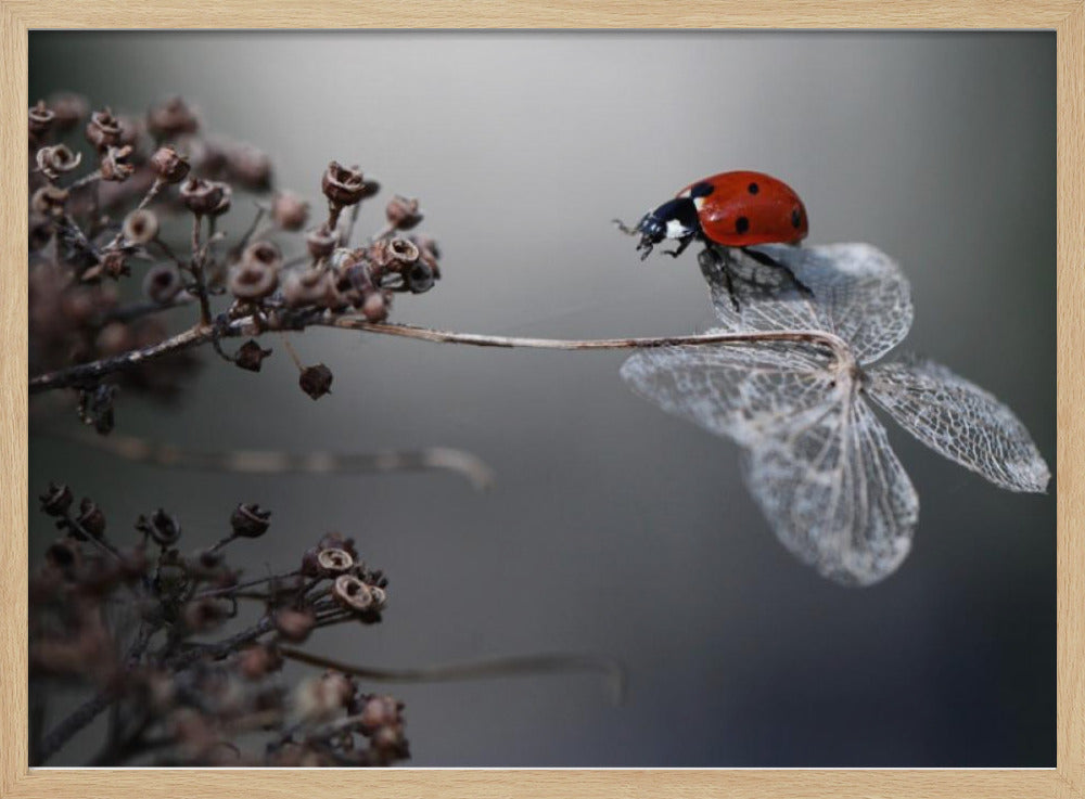 Ladybird on hydrangea. | Poster