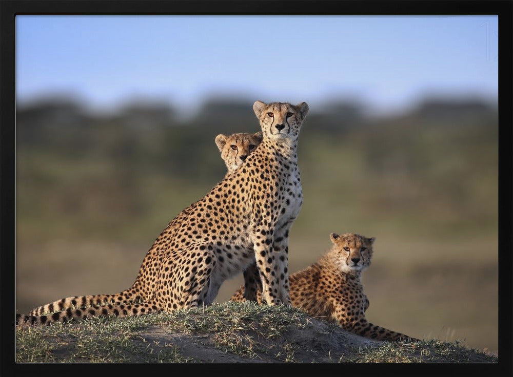 Cheetahs Family | Poster