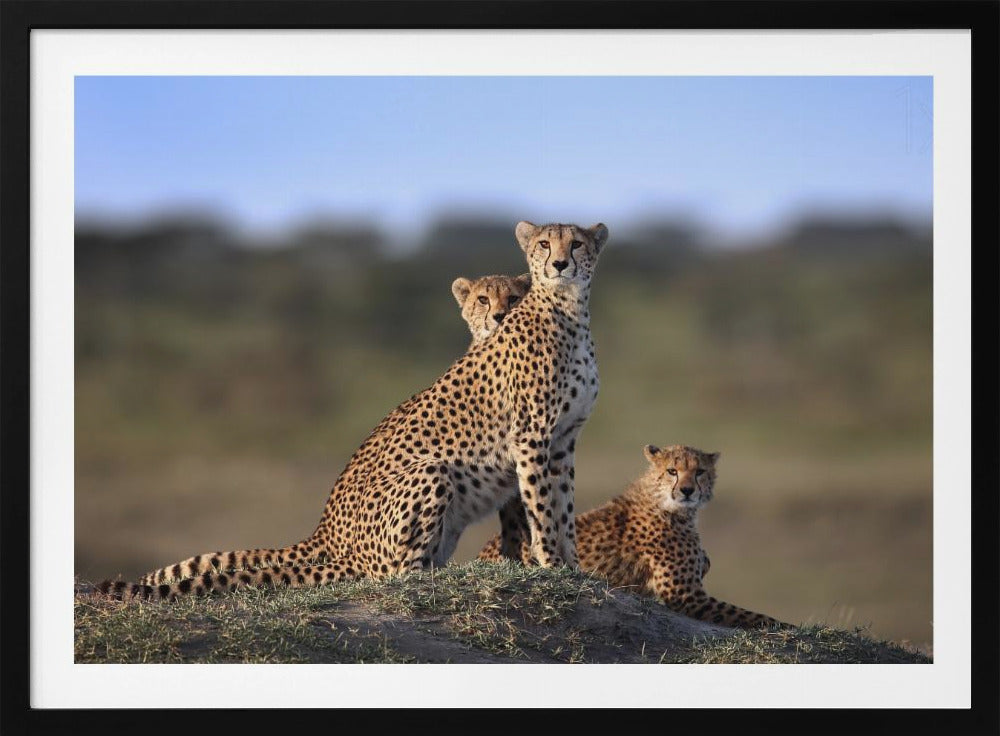 Cheetahs Family | Poster