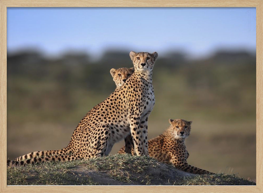 Cheetahs Family | Poster