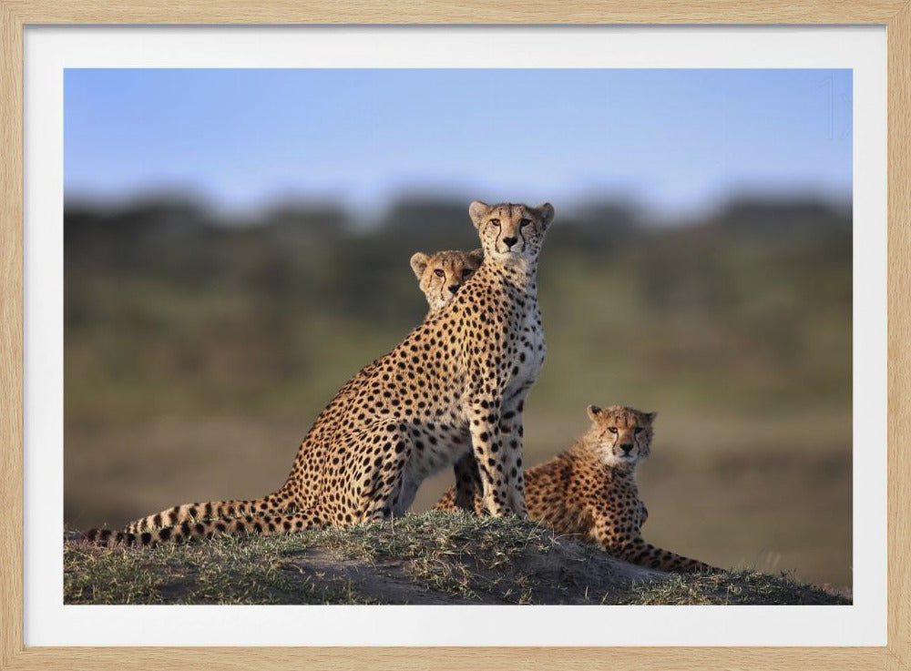Cheetahs Family | Poster