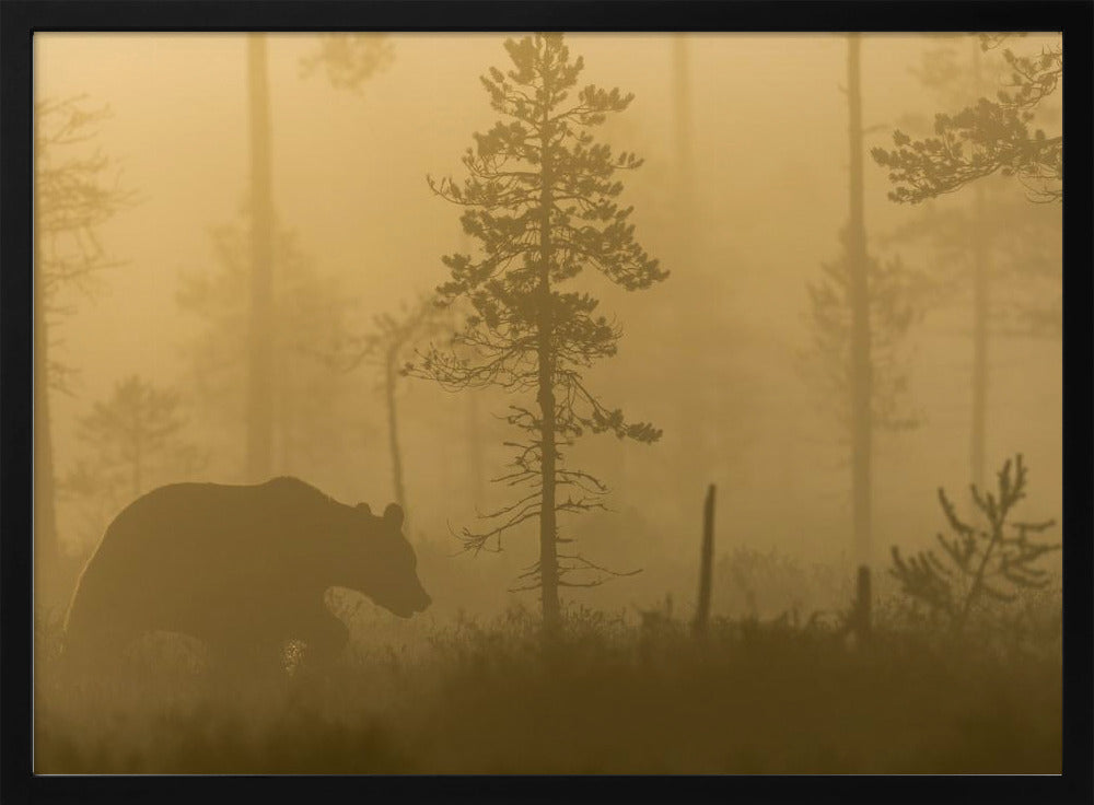 Morning Fog | Poster