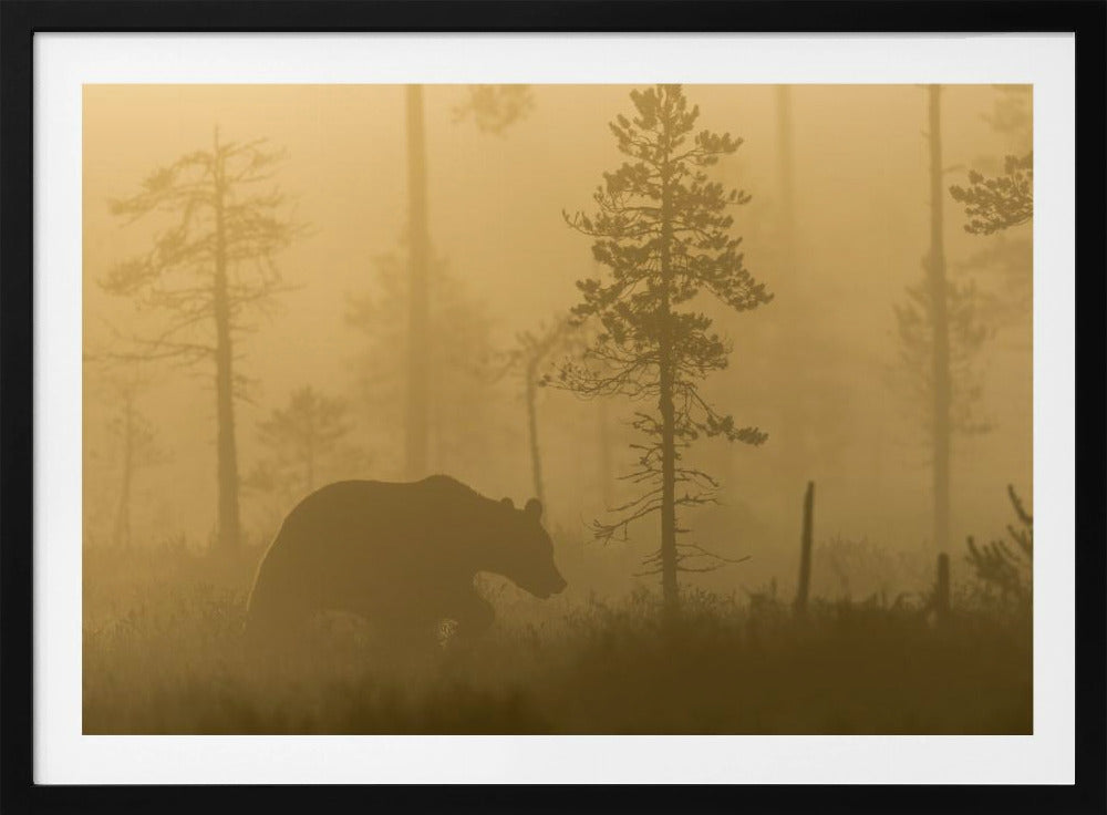 Morning Fog | Poster