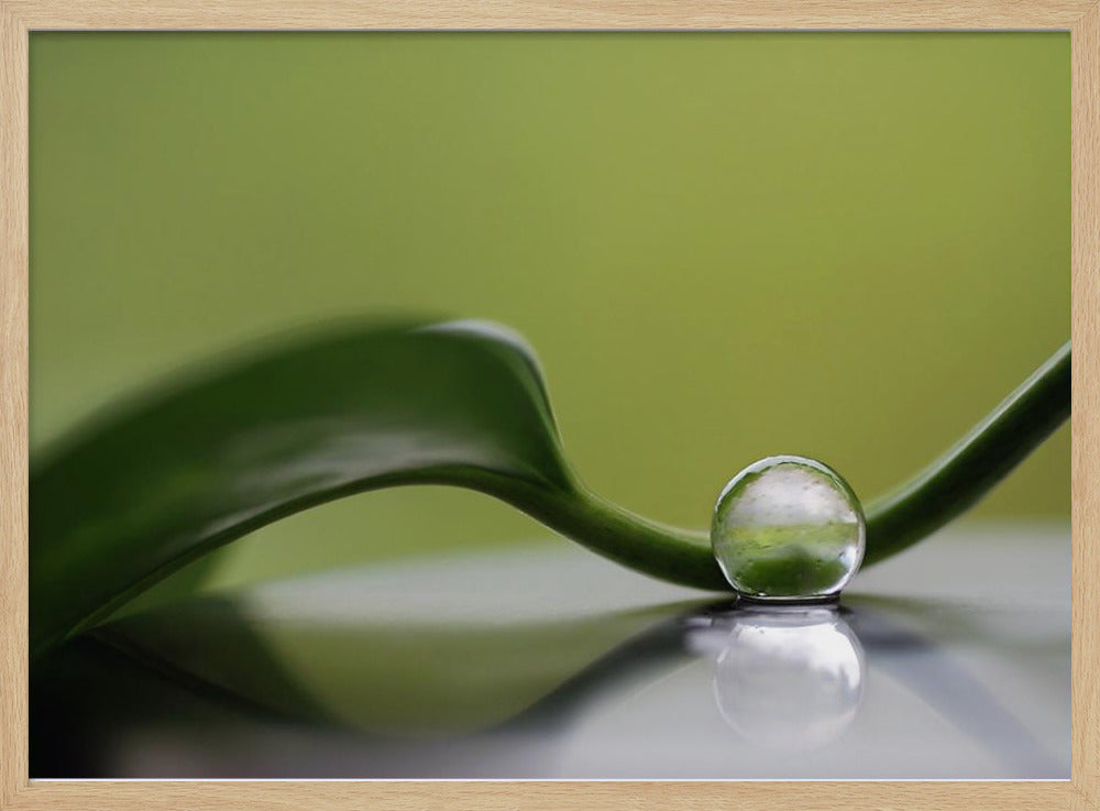 Green harmony | Poster