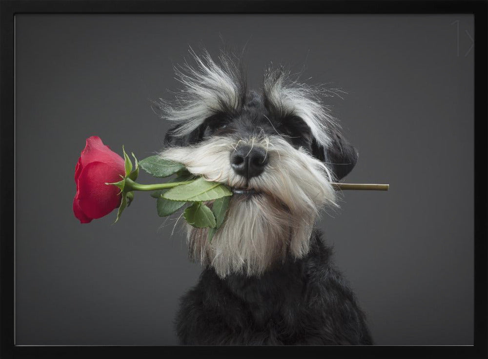 Tango Dancer | Poster