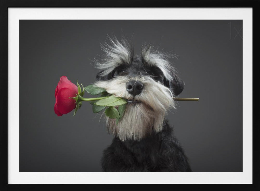 Tango Dancer | Poster