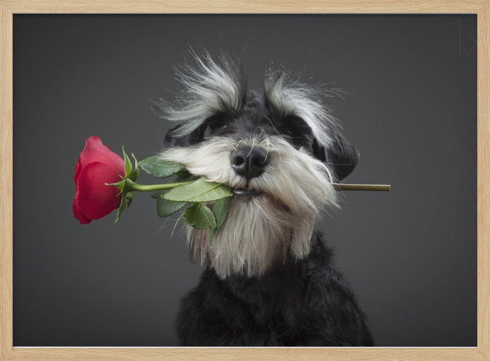 Tango Dancer | Poster