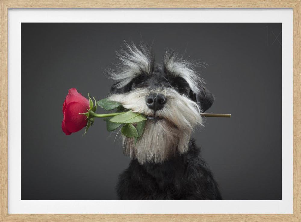 Tango Dancer | Poster