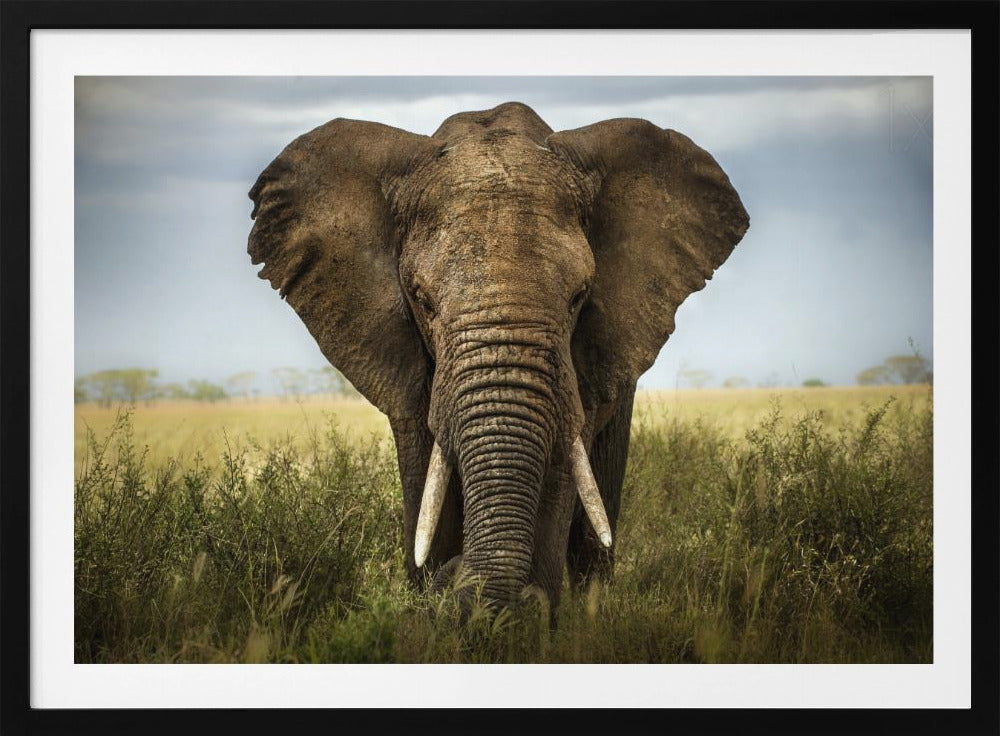 Encounters in Serengeti | Poster