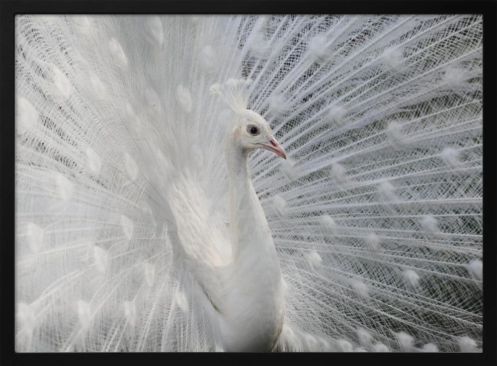 As white as snow | Poster