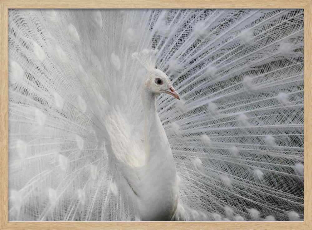 As white as snow | Poster