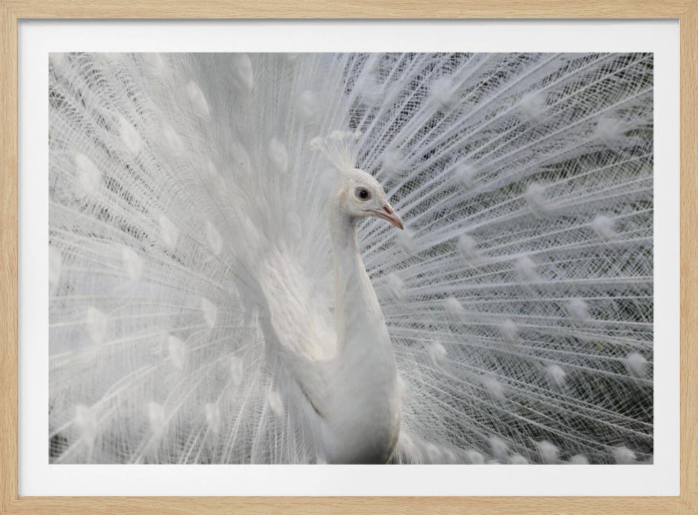 As white as snow | Poster