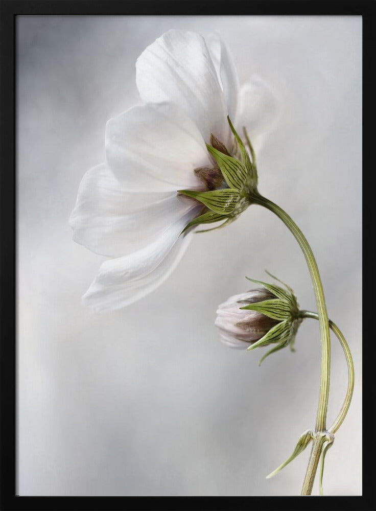 Heavenly Cosmos | Poster