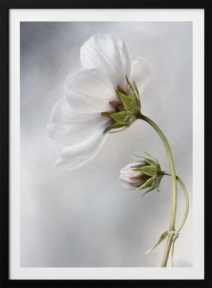 Heavenly Cosmos | Poster