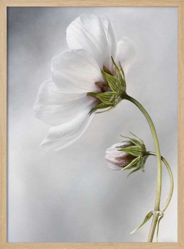 Heavenly Cosmos | Poster