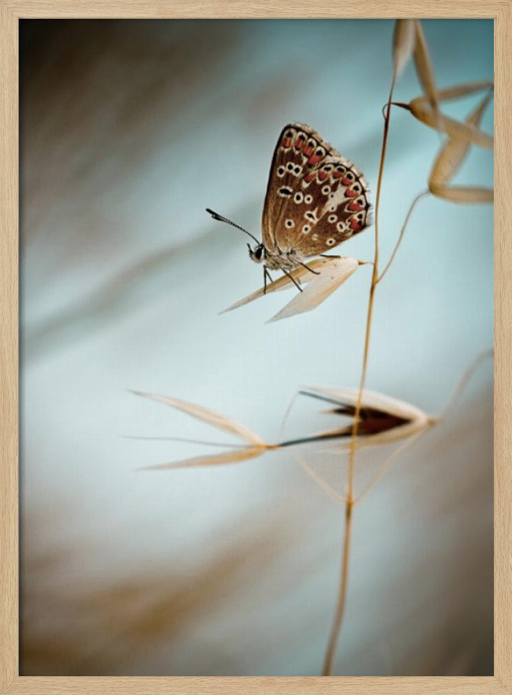 Dream in blue | Poster