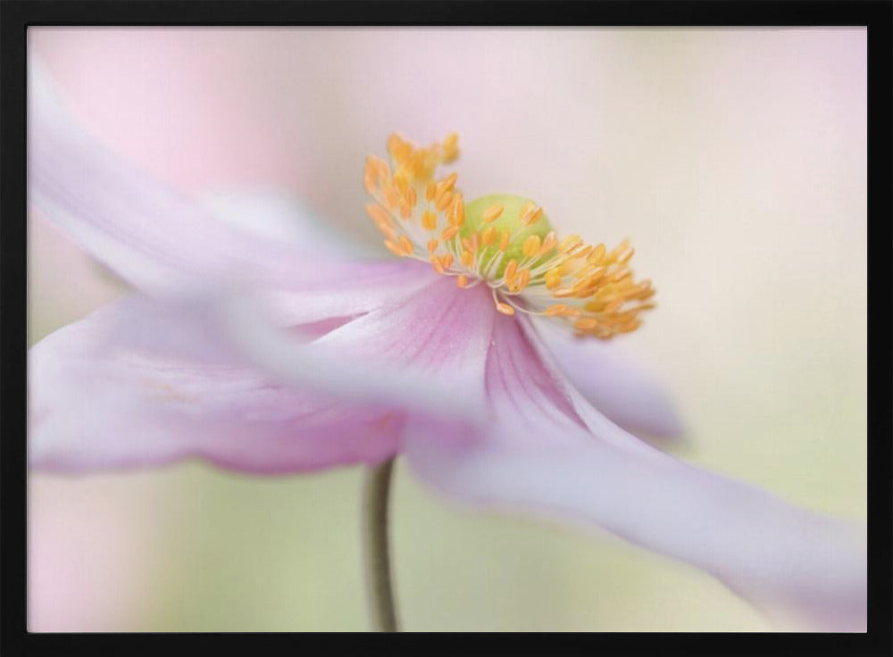 Japanese Anemone | Poster