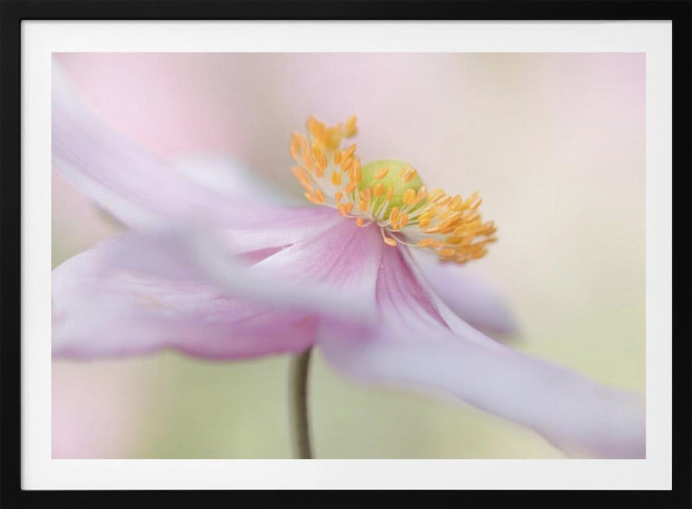 Japanese Anemone | Poster