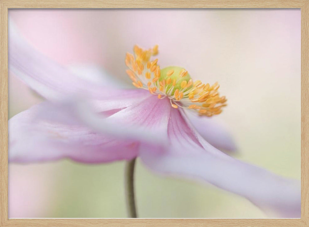 Japanese Anemone | Poster