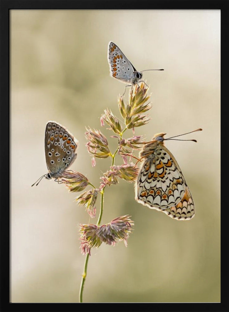 A kind of melting pot | Poster