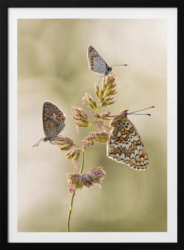 A kind of melting pot | Poster