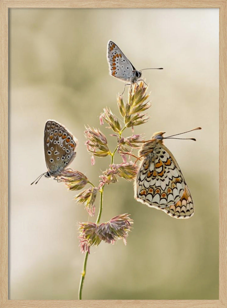 A kind of melting pot | Poster