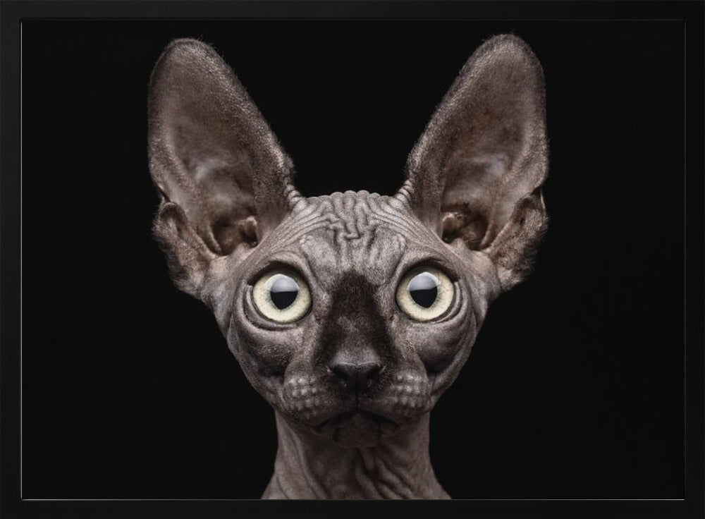 Sphynx Cat | Poster