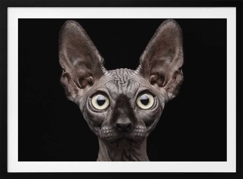 Sphynx Cat | Poster