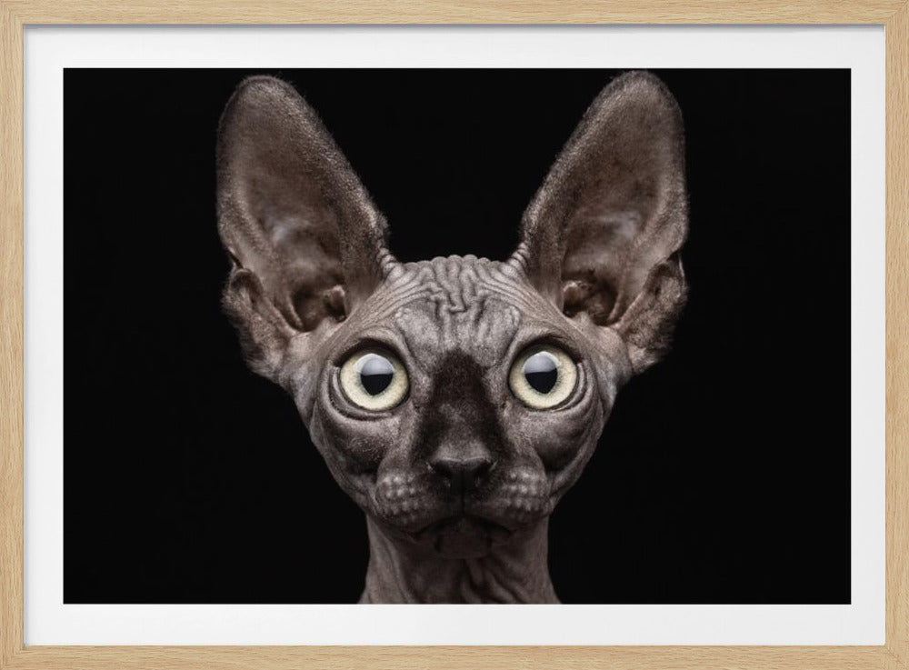 Sphynx Cat | Poster