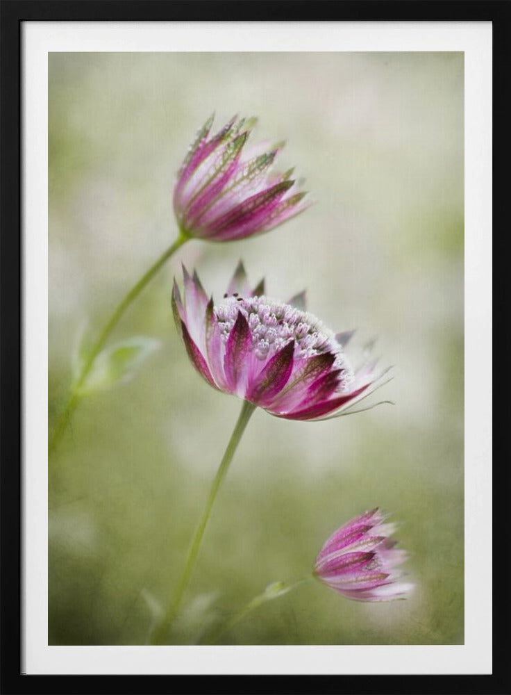 Astrantia | Poster