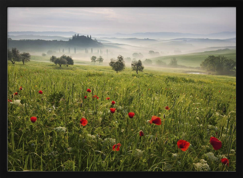 Tuscan spring | Poster
