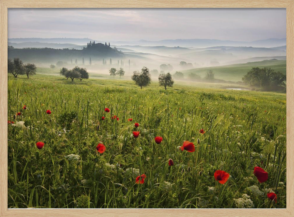 Tuscan spring | Poster