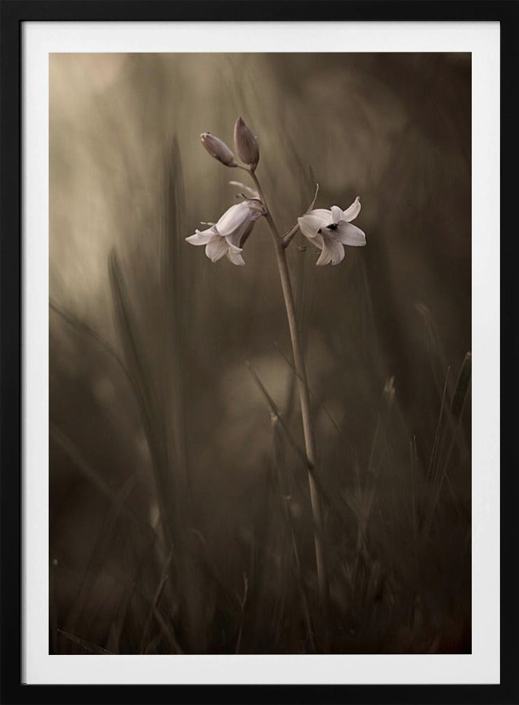 A small flower on the ground | Poster