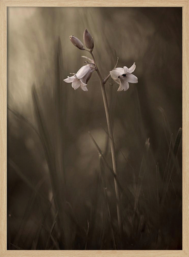 A small flower on the ground | Poster