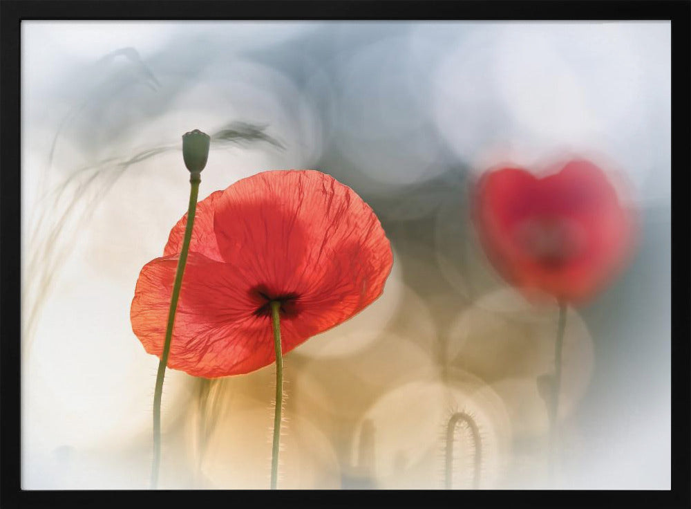 Morning Poppies | Poster