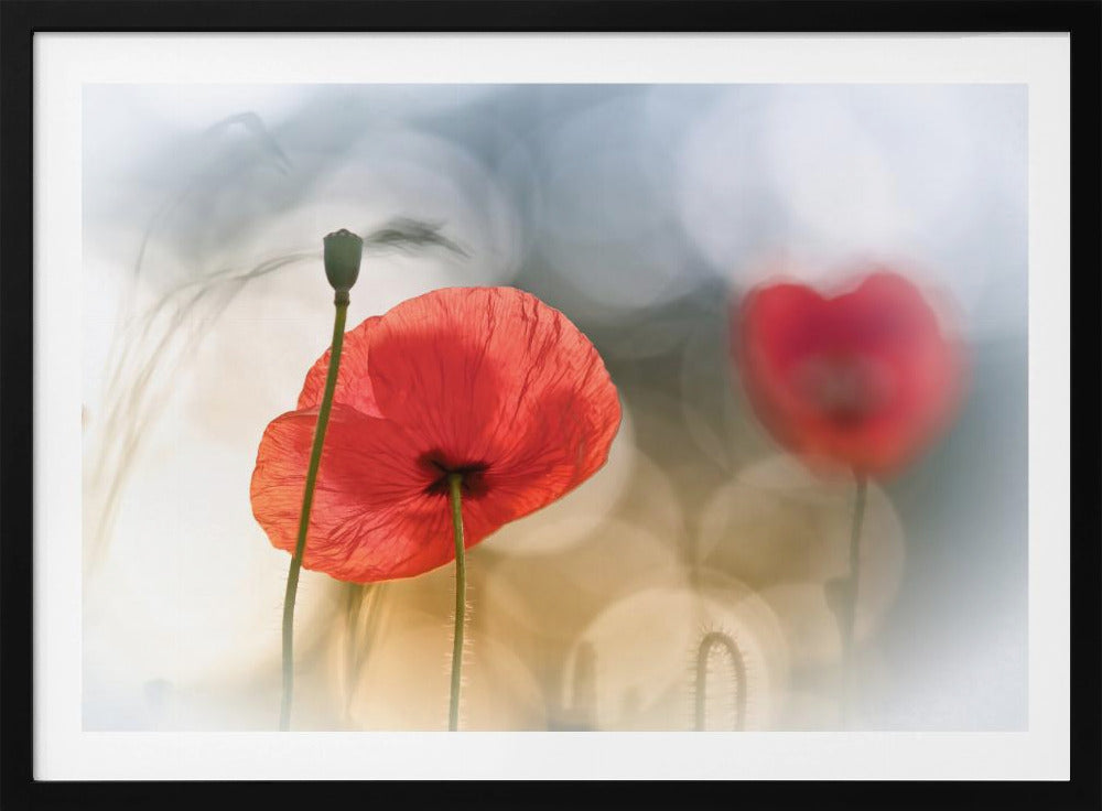 Morning Poppies | Poster