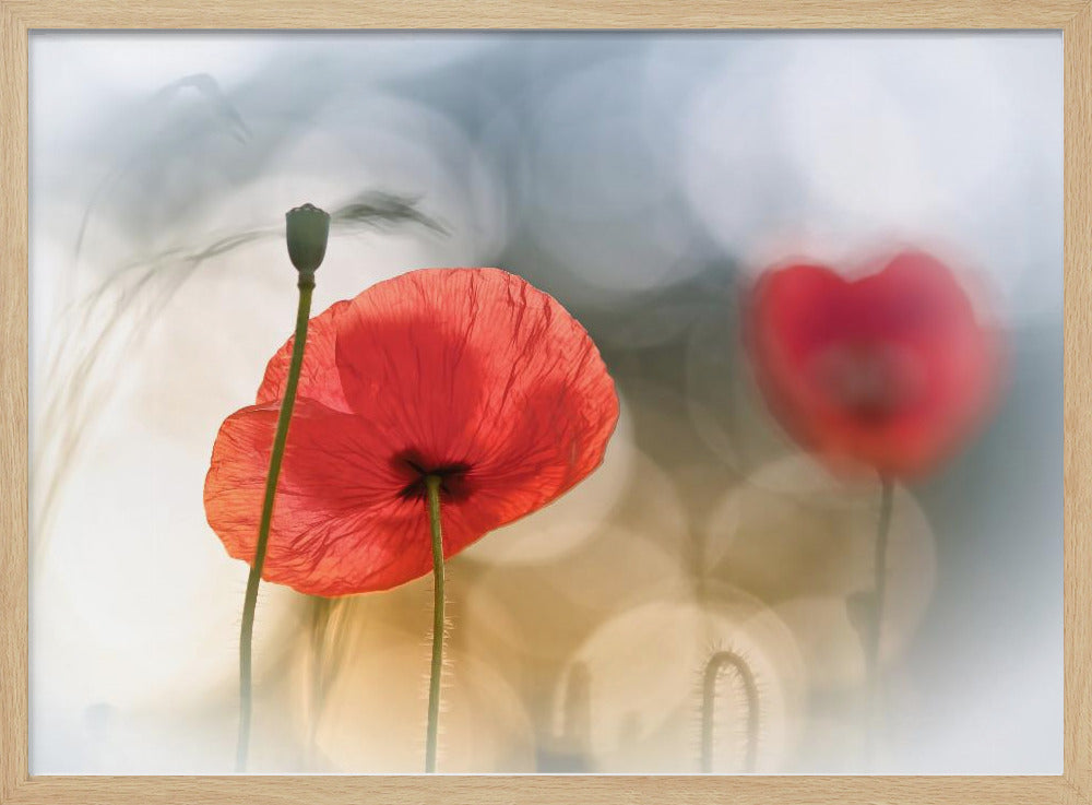 Morning Poppies | Poster