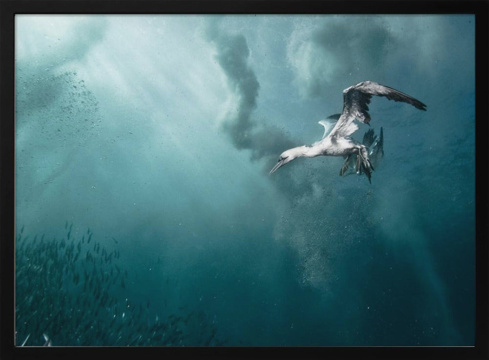 plunge diver | Poster