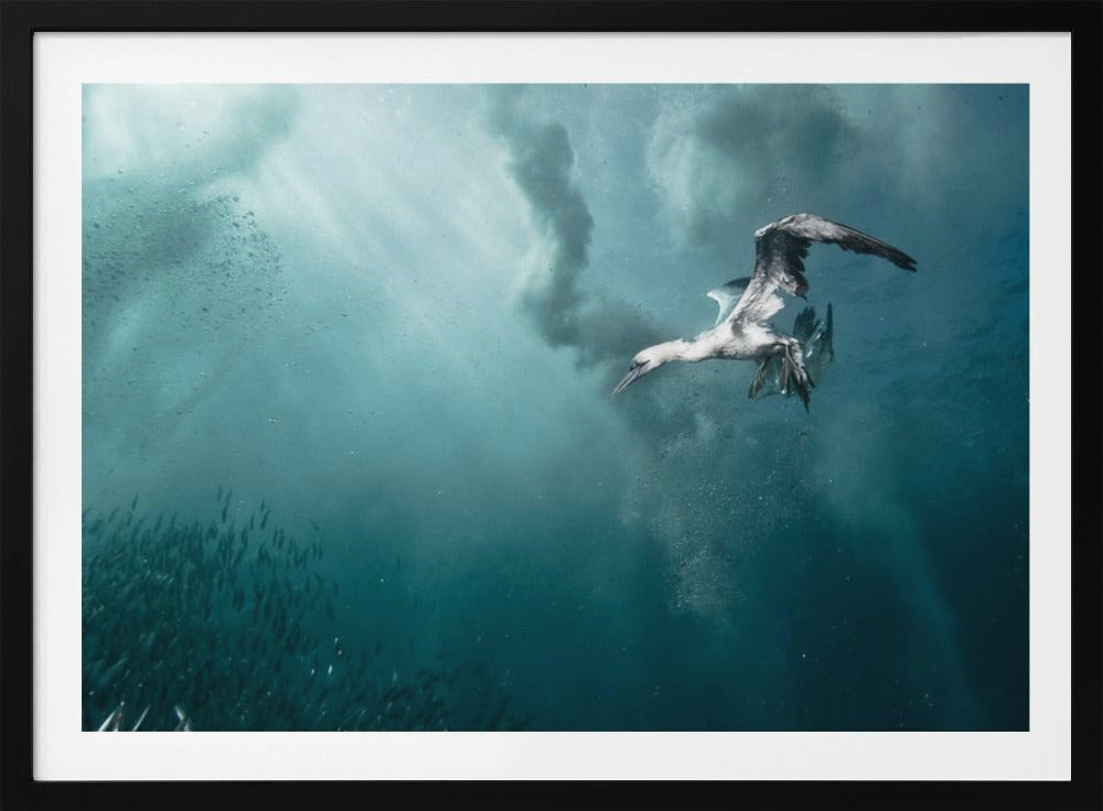 plunge diver | Poster