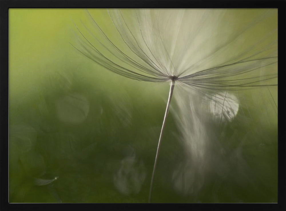 Shadows in the green | Poster