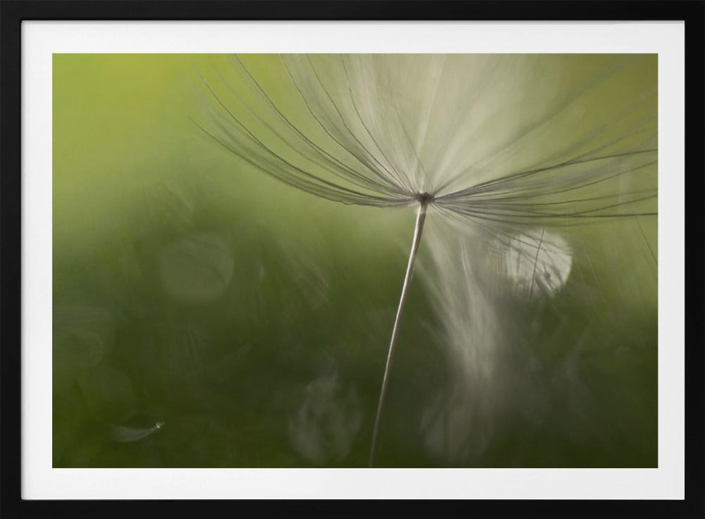 Shadows in the green | Poster