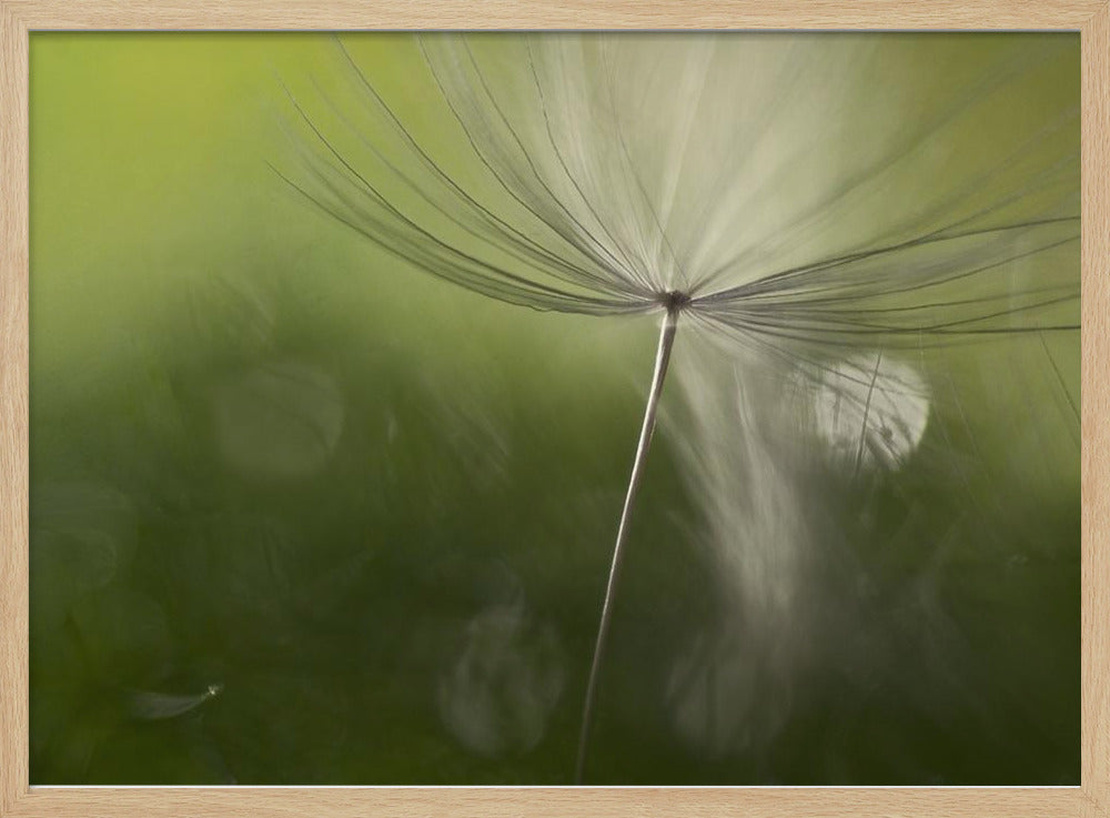 Shadows in the green | Poster