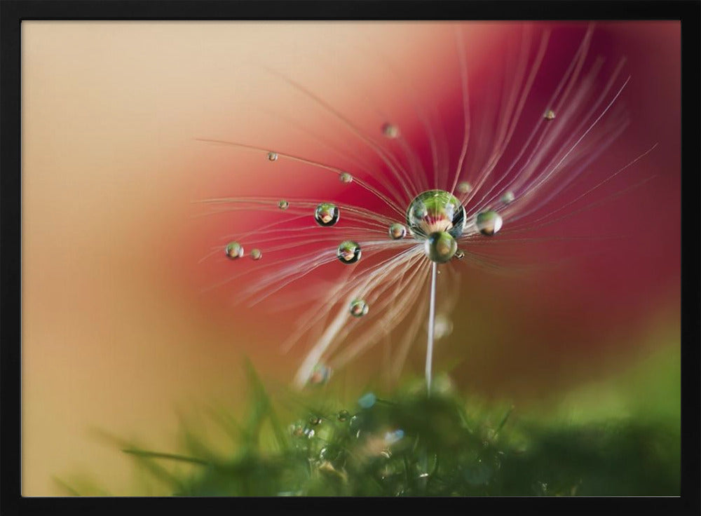 Red Morning | Poster