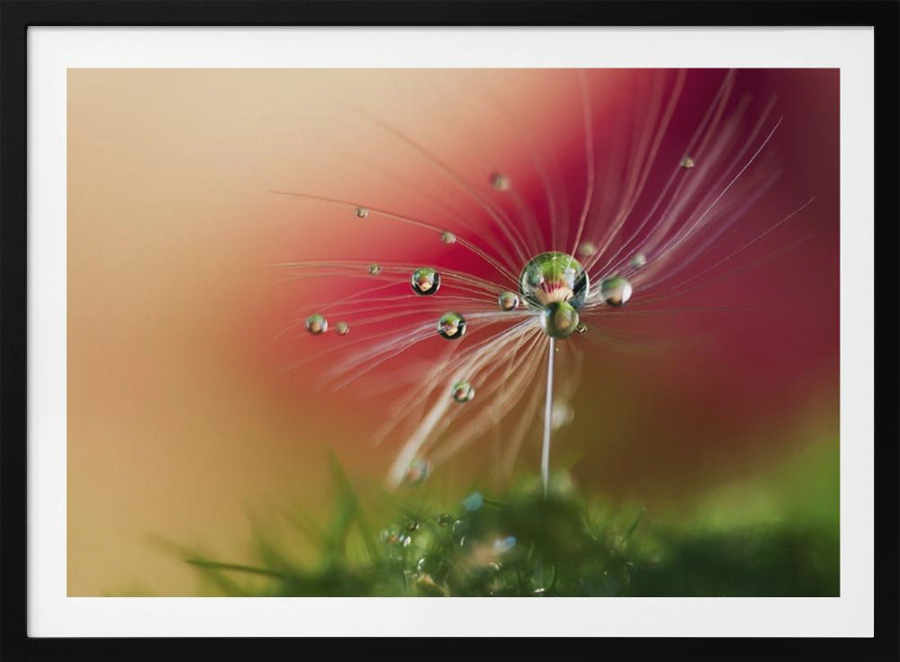 Red Morning | Poster