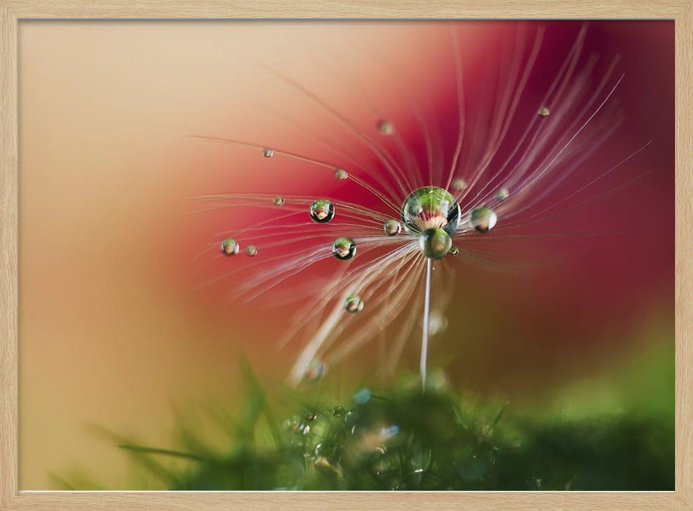 Red Morning | Poster