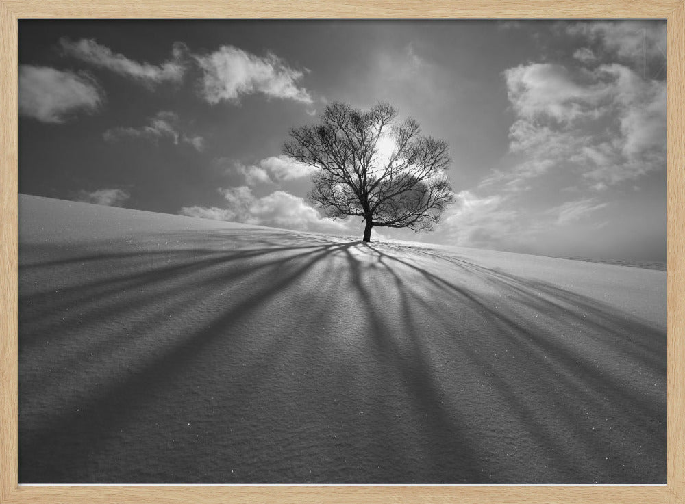 Tree Shadow | Poster