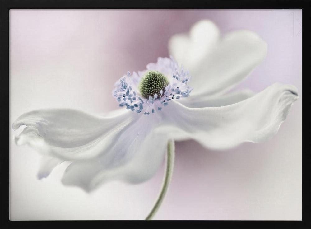 Anemone breeze | Poster