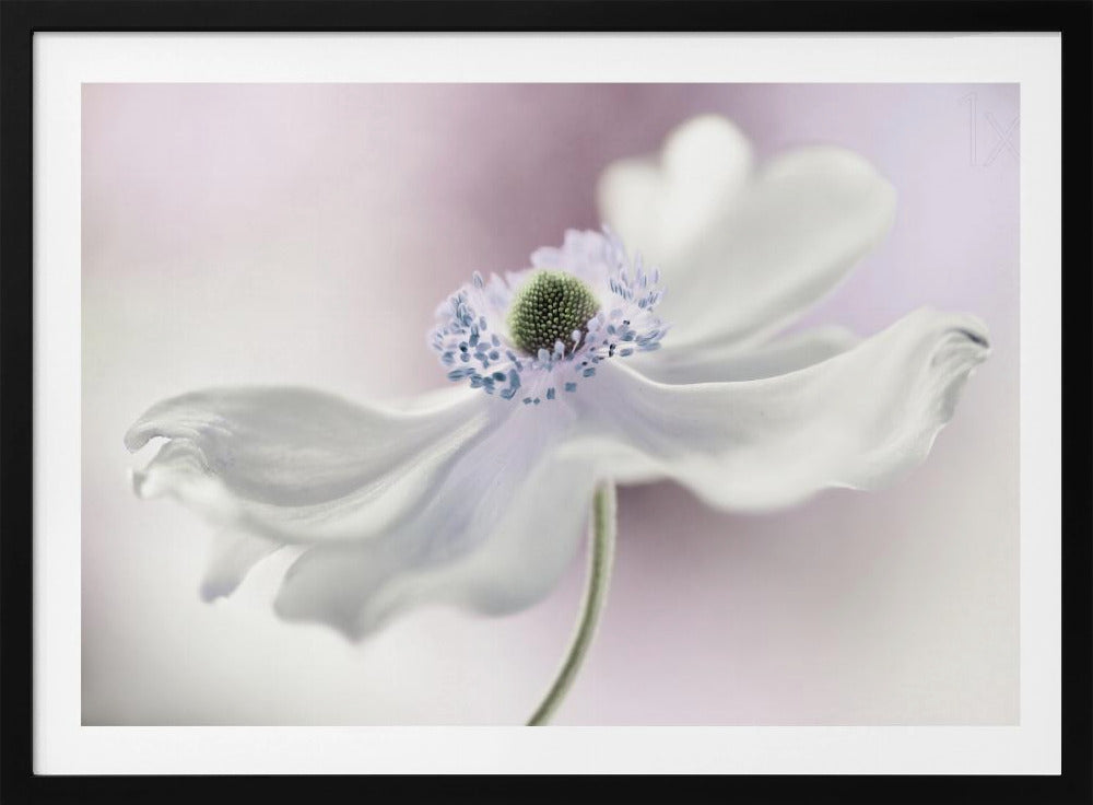 Anemone breeze | Poster